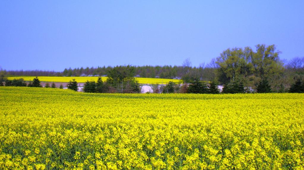 Olholm Cottage Stege Pokoj fotografie